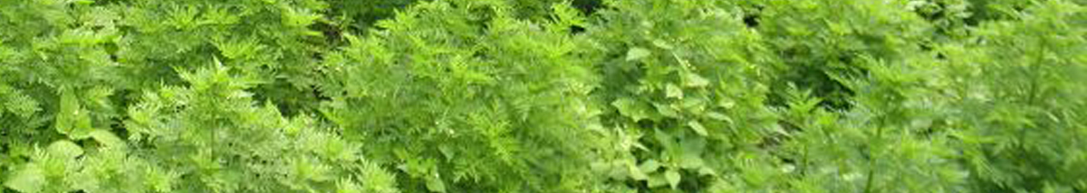 Artemisia annua Pflanze
